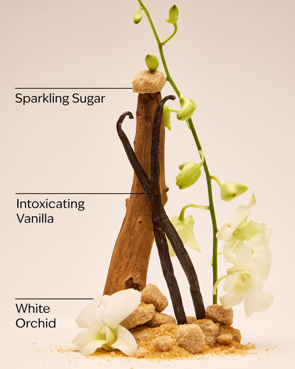 Warm Vanilla Sugar Hand Cream