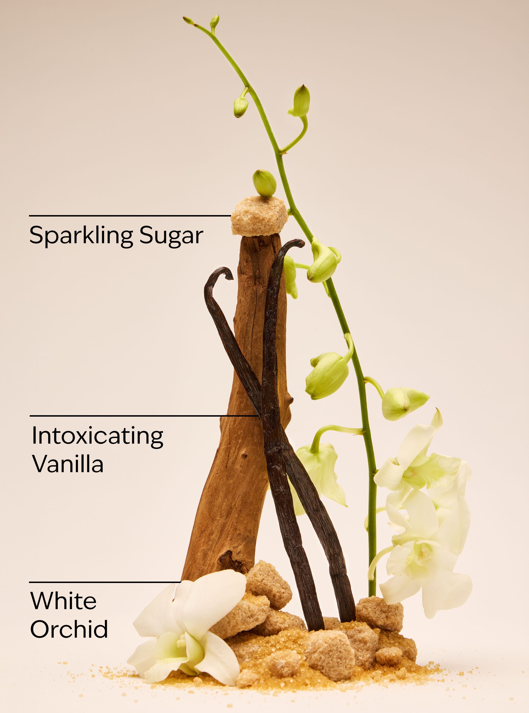 Warm Vanilla Sugar Ultimate Hydration Body Cream