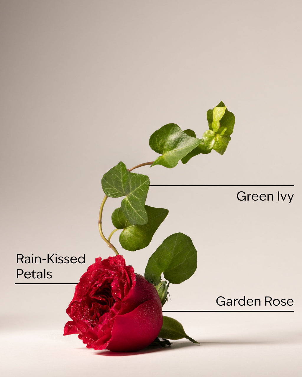 Kitchen Rose Dish Wash