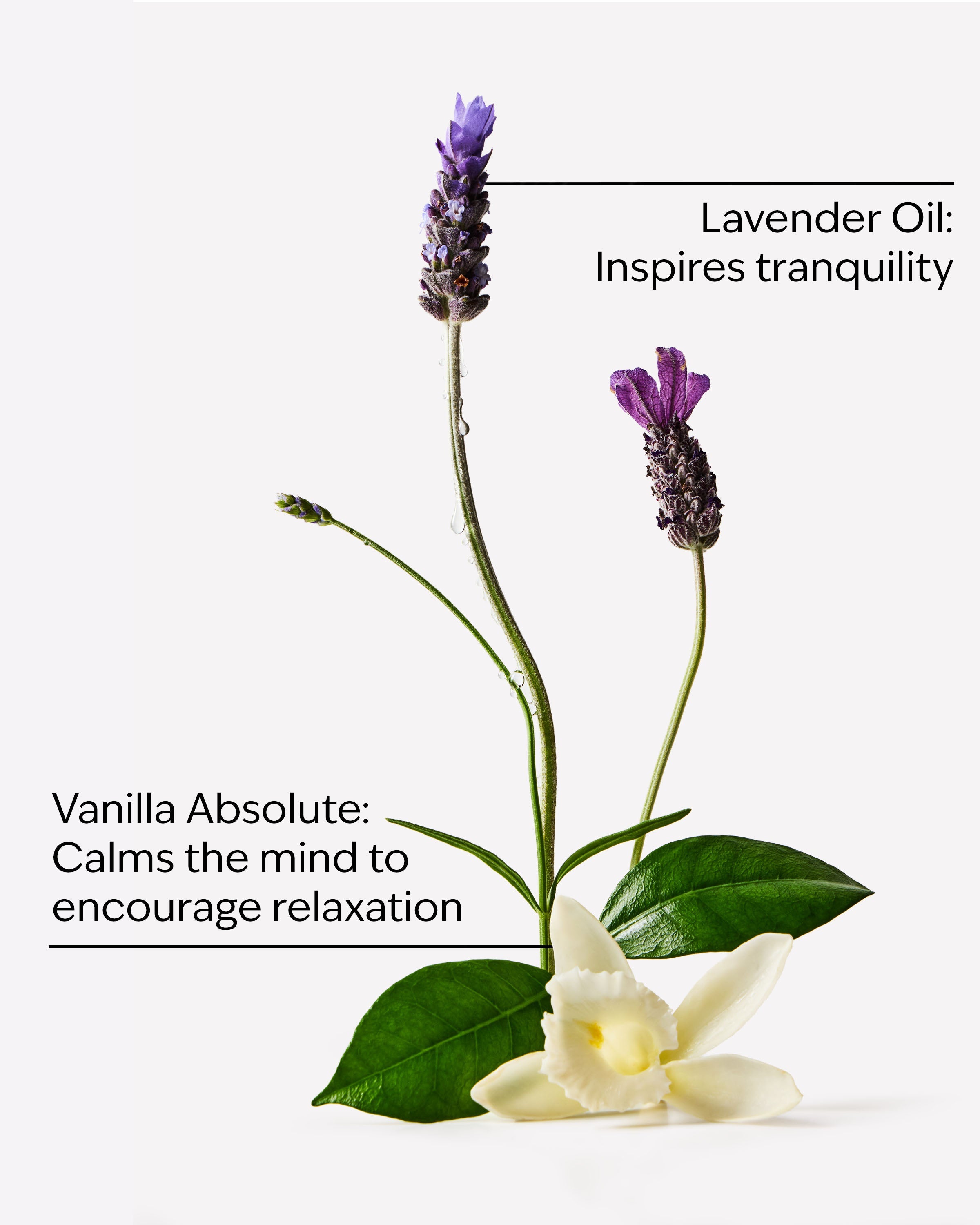 Lavender Vanilla Moisturizing Body Lotion